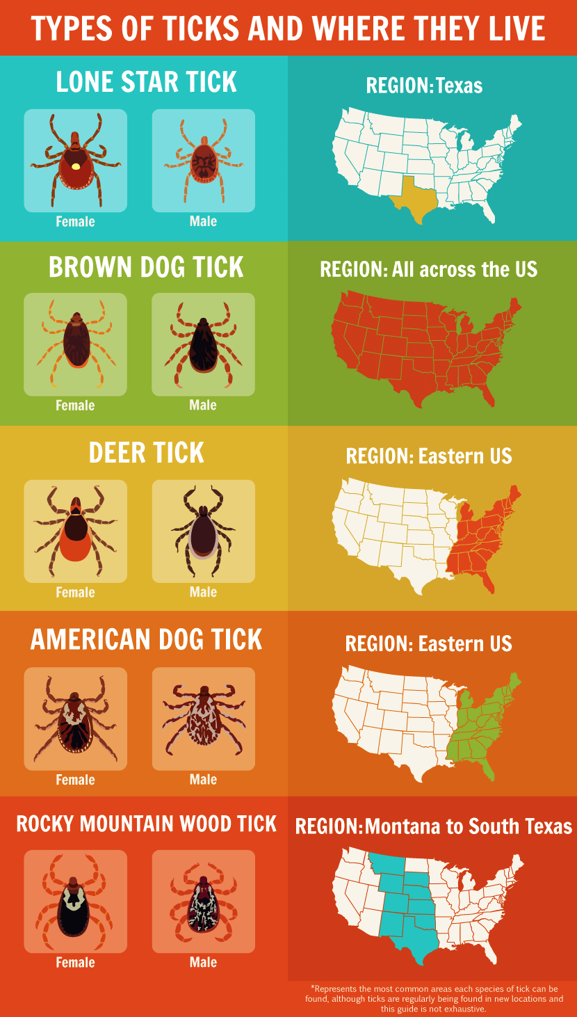 Tick Dangers and Precautions