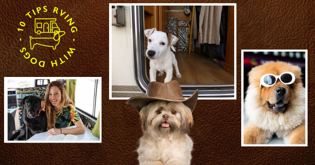 All breeds of dogs in different RVs