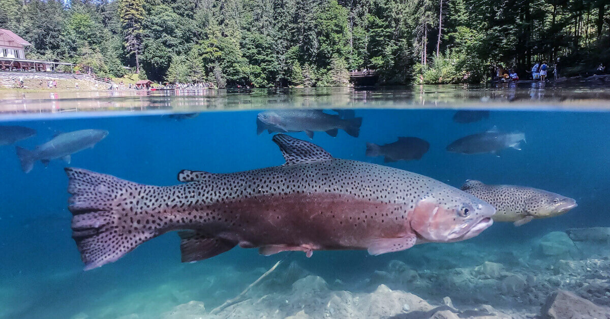 Trout swimming in a lake