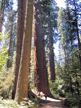 Calaveras Big Trees