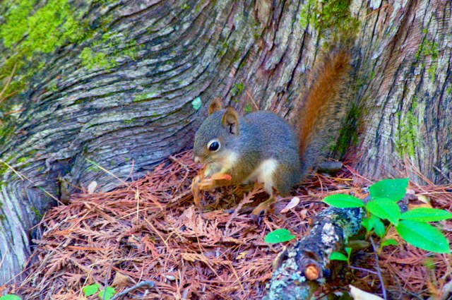 Harrisville State Park nature trail beauty park squirrel