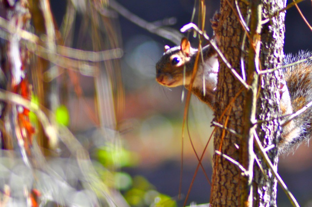 Our First “Snowbird” Adventure
Part 1 Being a Part Time RVer