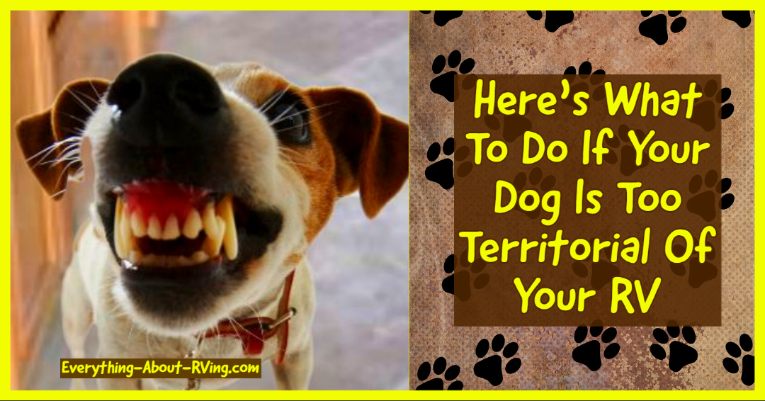 Here’s What To Do If Your Dog Is Too Territorial Of Your RV