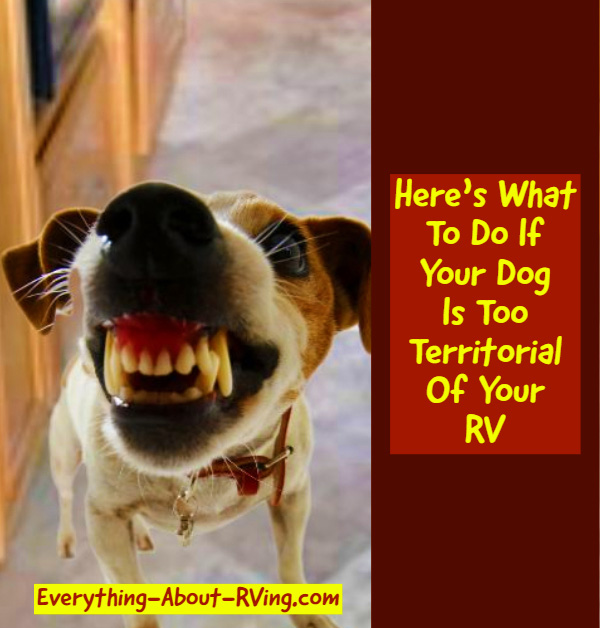 Here’s What To Do If Your Dog Is Too Territorial Of Your RV