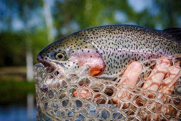 Fishing Therapy: How Fishing Helps You Relax and Relieve Stress