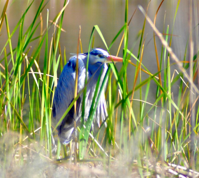 From Our Travels: Great Blue Heron