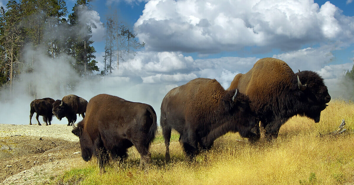 Buffalo grazing in Yellowstone National Park