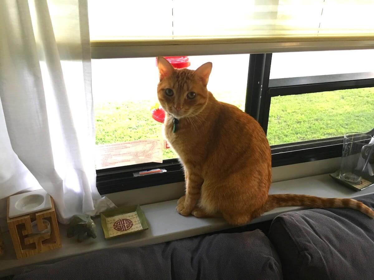 Traveling in an RV may not be your cat's idea of a good time, but if RVing with a cat is something you're considering, here are some ways to make it a more pleasant experience for everyone involved...