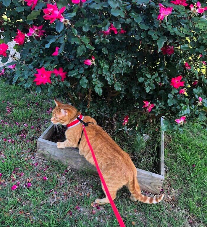 Traveling in an RV may not be your cat's idea of a good time, but if RVing with a cat is something you're considering, here are some ways to make it a more pleasant experience for everyone involved...