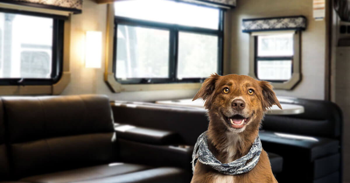 You need to learn how to make your RV dog friendly before taking your furry friend on their first RV adventure.