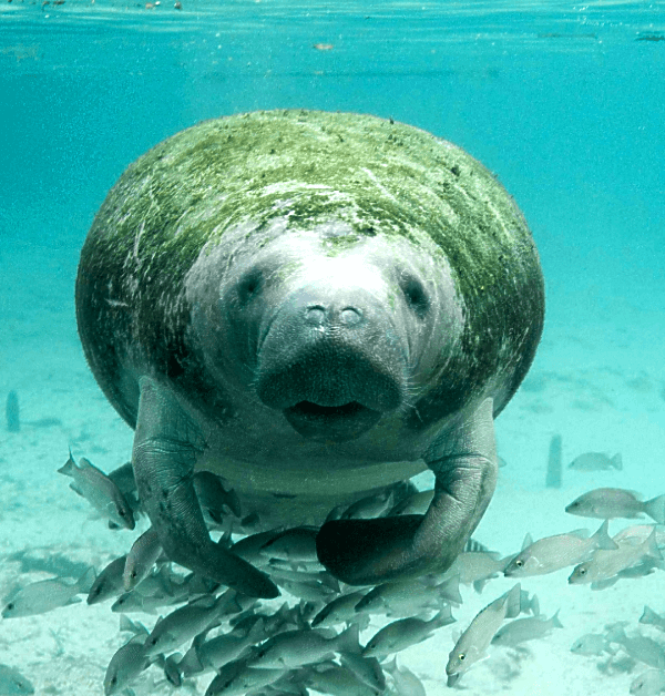 The incredible beauty and majestic scenery make RVing in the Everglades National Park a great RVing adventure