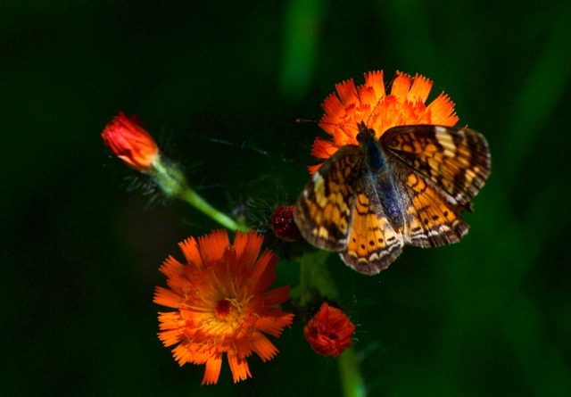 Harrisville State Park nature trail beauty