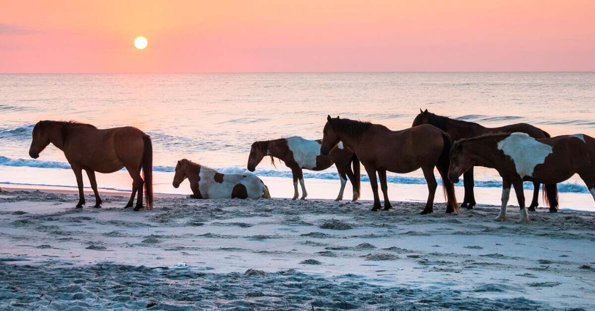 Wild horses on the beach at Assateague State Park