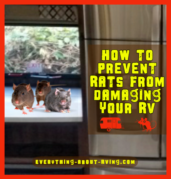 How to Prevent Rats from Damaging Your RV