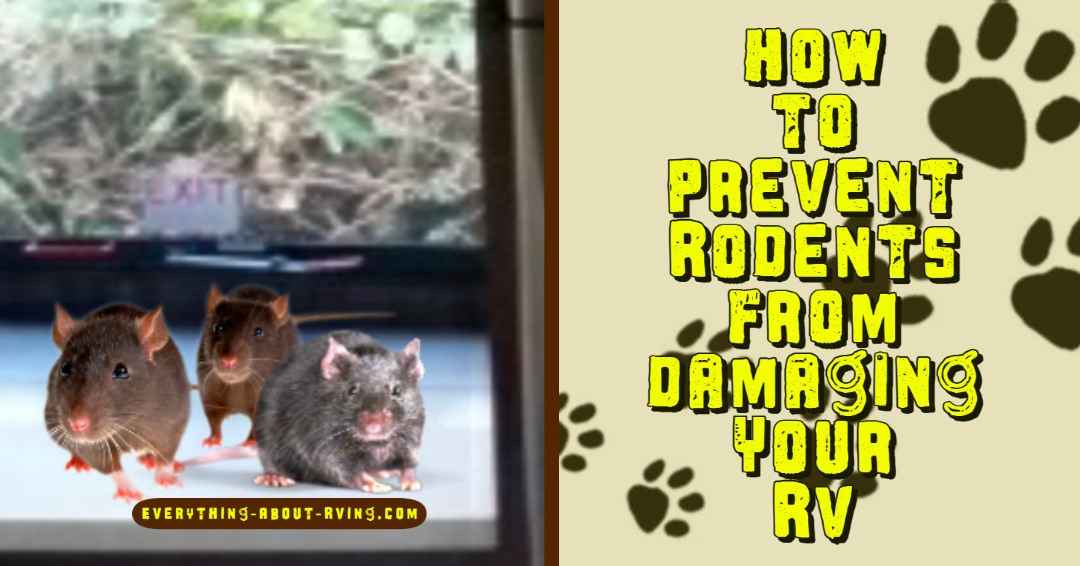 How to Prevent Rats from Damaging Your RV