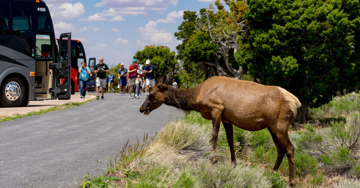 RVers outside of their RVs at a National Park taking pictures of a Moose
