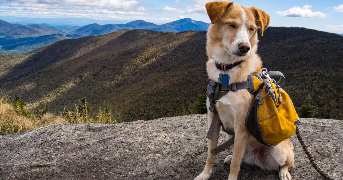 We've gathered the most helpful tips and tricks on how to safely (and peacefully!) travel with pets in a motorhome.