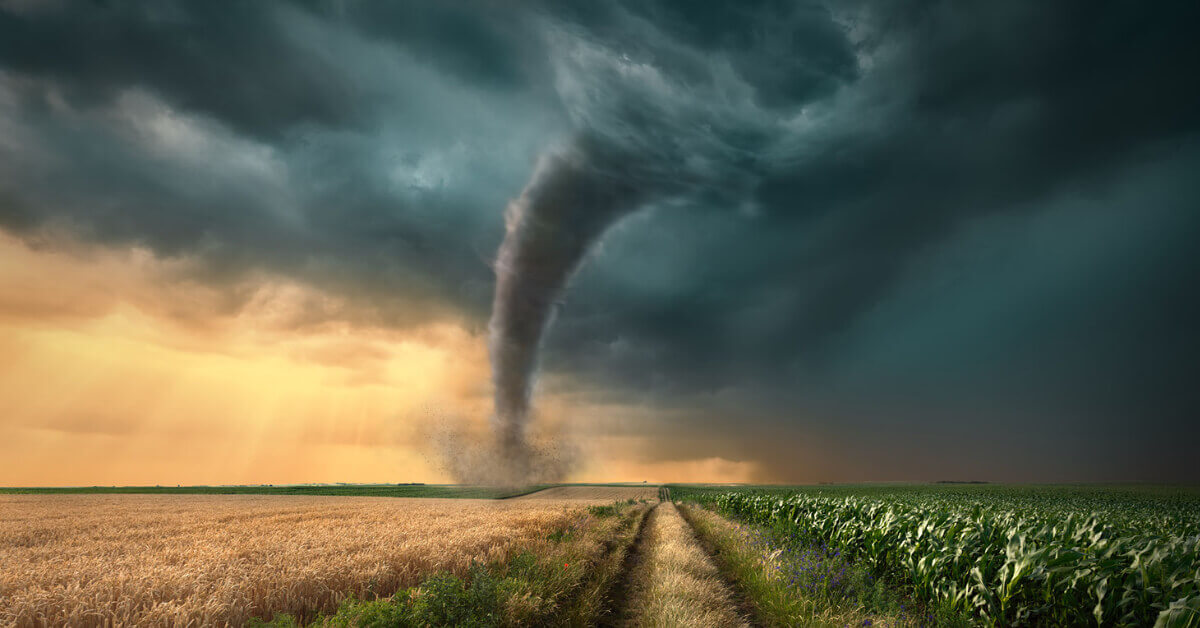 A tornado in a corn field