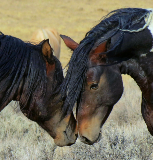 Wild Horses
