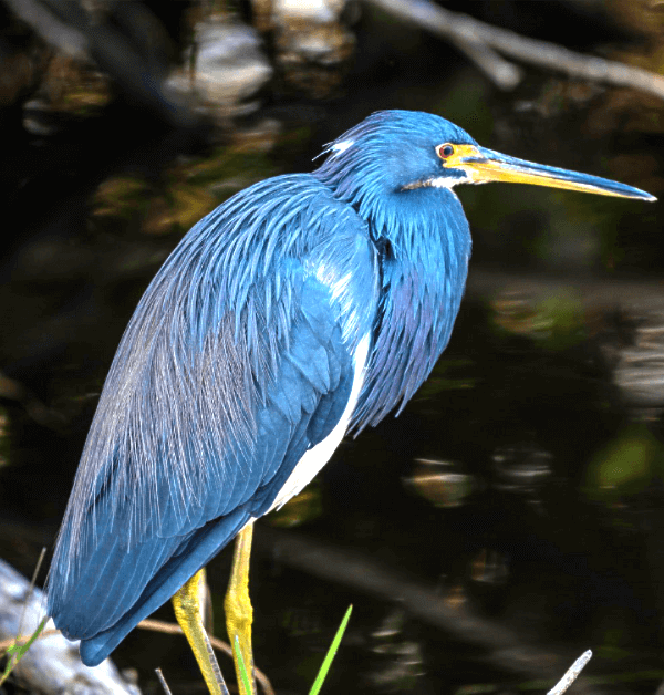 The incredible beauty and majestic scenery make RVing in the Everglades National Park a great RVing adventure
