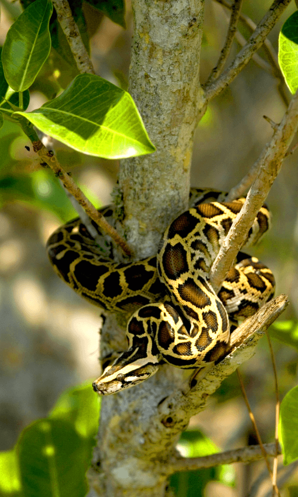 The incredible beauty and majestic scenery make RVing in the Everglades National Park a great RVing adventure