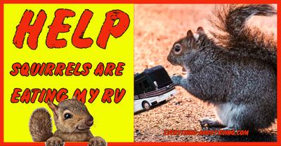 how do you keep squirrels from chewing on plastic how do you keep squirrels from chewing on plastic