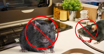 How to Get Rid of Mice in Your RV