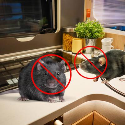 How to Get Rid of Mice in Your RV
