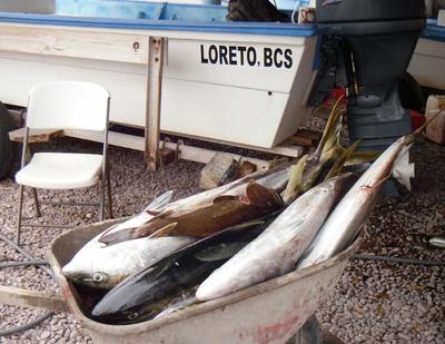 Juncalito Yellowtail