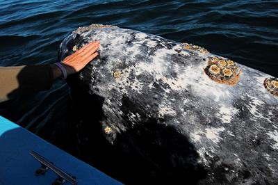 Eschrichtius robustus is a baleen whale