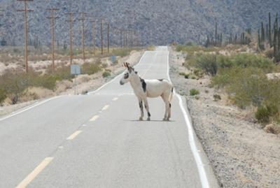 Donkey On The Road To Bahia De Los Angeles.