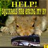 Help, Squirrels are Eating My RV