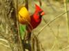 Northern Cardinal