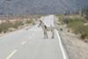 Donkey On The Road To Bahia De Los Angeles.