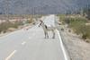Donkey On The Road To Bahia De Los Angeles