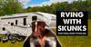  RVing with Hungry Skunks